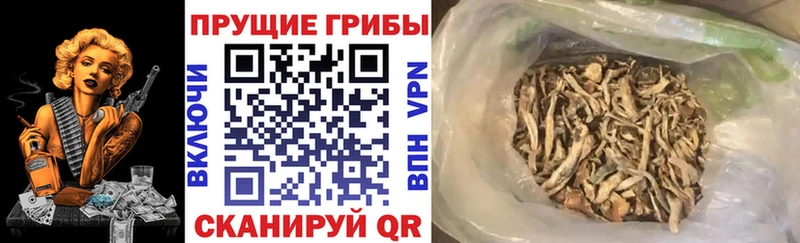 Галлюциногенные грибы прущие грибы  Уржум 